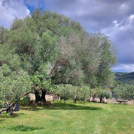 Sole Ruiu Olbia Grazioso Bilo In Periferiaヴィラ エクステリア 写真